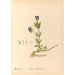 medicinske planter Pl120 - Charles Frederick Millspaugh — visning af kunstværket