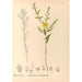 Reproduktion af maleriet af medicinske planter Pl121 - Charles Frederick Millspaugh