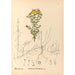 Reproduktion af maleriet Plantes médicinales Pl123 - Charles Frederick Millspaugh