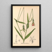 Reproduktion af maleriet af medicinske planter Pl124 - Charles Frederick Millspaugh