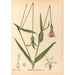 Reproduktion af maleriet af medicinske planter Pl124 - Charles Frederick Millspaugh
