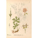 Plantes médicinales Pl125 - Charles Frederick Millspaugh — visning af kunstværket