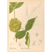 Plantes médicinales Pl127 - Charles Frederick Millspaugh — visning af kunstværket