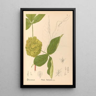 Charles Frederick Millspaugh - Medicinal Plants Pl127.webp