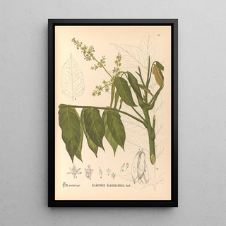Charles Frederick Millspaugh - Medicinal Plants Pl128.webp