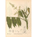 Reproduktion af maleriet af medicinske planter Pl128 - Charles Frederick Millspaugh