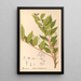 Reproduktion af maleriet af medicinske planter Pl130 - Charles Frederick Millspaugh