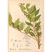 Reproduktion af maleriet af medicinske planter Pl130 - Charles Frederick Millspaugh