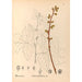 Reproduktion af maleriet af medicinske planter Pl132 - Charles Frederick Millspaugh