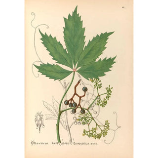 Charles Frederick Millspaugh - Medicinal Plants Pl133.webp