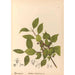 Medicinske planter Pl134 - Charles Frederick Millspaugh — visning af kunstværket