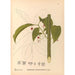 Reproduktion af maleriet af medicinske planter Pl135 - Charles Frederick Millspaugh