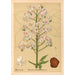 Plantes médicinales Pl136 - Charles Frederick Millspaugh — visning af kunstværket