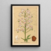 Plantes médicinales Pl136 - Charles Frederick Millspaugh — indrammet kunstværk på væggen