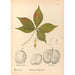 Reproduktion af maleriet af medicinske planter Pl137 - Charles Frederick Millspaugh