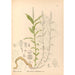 Plantes médicinales Pl138 - Charles Frederick Millspaugh — visning af kunstværket
