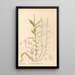 Plantes médicinales Pl138 - Charles Frederick Millspaugh — indrammet kunstværk på væggen