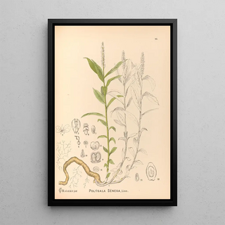 Charles Frederick Millspaugh - Medicinal Plants Pl138.webp