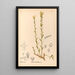 Reproduktion af maleriet Plantes médicinales Pl139 - Charles Frederick Millspaugh