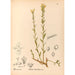 Reproduktion af maleriet Plantes médicinales Pl139 - Charles Frederick Millspaugh