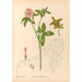 medicinske planter Pl140 - Charles Frederick Millspaugh — visning af kunstværket