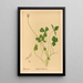 Reproduktion af maleriet af medicinske planter Pl141 - Charles Frederick Millspaugh