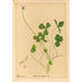 Reproduktion af maleriet af medicinske planter Pl141 - Charles Frederick Millspaugh