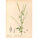 Plantes médicinales Pl142 - Charles Frederick Millspaugh — visning af kunstværket