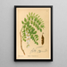 Reproduktion af maleriet af medicinske planter Pl143 - Charles Frederick Millspaugh