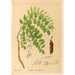 Reproduktion af maleriet af medicinske planter Pl143 - Charles Frederick Millspaugh