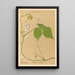Reproduktion af maleriet af medicinske planter Pl144 - Charles Frederick Millspaugh