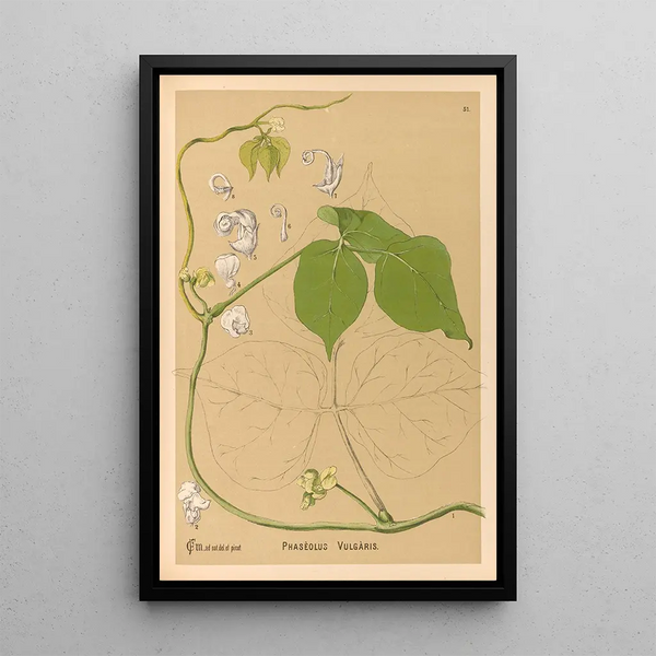 Charles Frederick Millspaugh - Medicinal Plants Pl144.webp