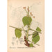 Reproduktion af maleriet Plantes médicinales Pl146 - Charles Frederick Millspaugh