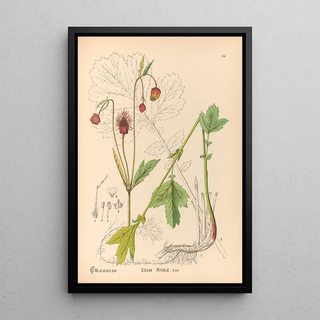 Charles Frederick Millspaugh - Medicinal Plants Pl147.webp