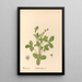 Reproduktion af maleriet af medicinske planter Pl148 - Charles Frederick Millspaugh