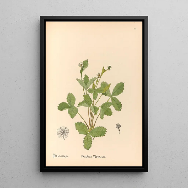 Charles Frederick Millspaugh - Medicinal Plants Pl148.webp