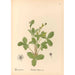 Reproduktion af maleriet af medicinske planter Pl148 - Charles Frederick Millspaugh
