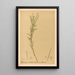 Reproduktion af maleriet Plantes médicinales Pl152 - Charles Frederick Millspaugh