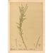 Reproduktion af maleriet Plantes médicinales Pl152 - Charles Frederick Millspaugh