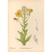 Plantes médicinales Pl153 - Charles Frederick Millspaugh — visning af kunstværket