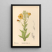 Plantes médicinales Pl153 - Charles Frederick Millspaugh — indrammet kunstværk på væggen