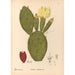Plantes médicinales Pl154 - Charles Frederick Millspaugh — visning af kunstværket