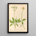 Reproduktion af maleriet af medicinske planter Pl159 - Charles Frederick Millspaugh