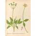 Reproduktion af maleriet af medicinske planter Pl159 - Charles Frederick Millspaugh