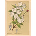 medicinske planter Pl164 - Charles Frederick Millspaugh — visning af kunstværket