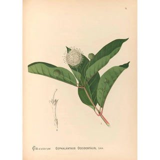 Charles Frederick Millspaugh - Medicinal Plants Pl169.webp