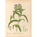Plantes médicinales Pl172 - Charles Frederick Millspaugh — visning af kunstværket