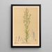 Reproduktion af maleriet Plantes médicinales Pl173 - Charles Frederick Millspaugh