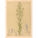 Reproduktion af maleriet Plantes médicinales Pl173 - Charles Frederick Millspaugh