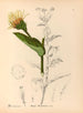 Medicinske planter Pl. 174 - Charles Frederick Millspaugh — visning af kunstværket